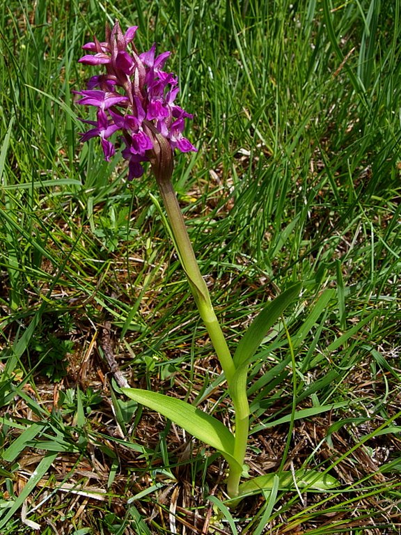 Dal Cadore 4 - Dactylorhiza sambucina